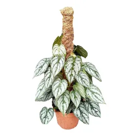 Philodendron Brandtianum 40-50cm with Moss Pole in 17cm Decorative Pot - Lush Houseplant